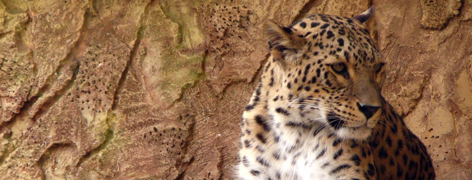 炸你妹在线轰炸